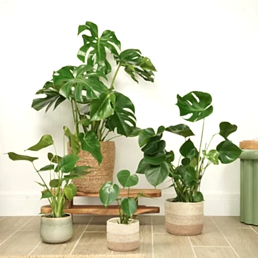 Swiss Cheese Plant | Trees & Bonsai