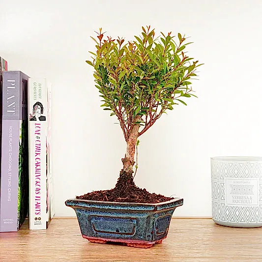 Syzygium | Bonsai | Ficus & Fig Plants