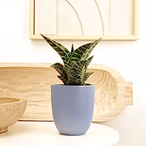 Aloe Vera | Tiger - Indoor Plant