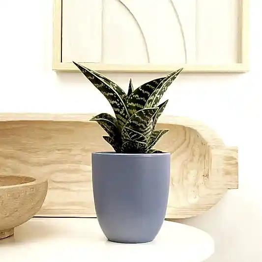 Aloe Vera | Tiger | Small Plants & Tot Pots