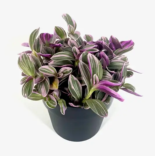 Wandering Dude | Sweetness | Potted Houseplants