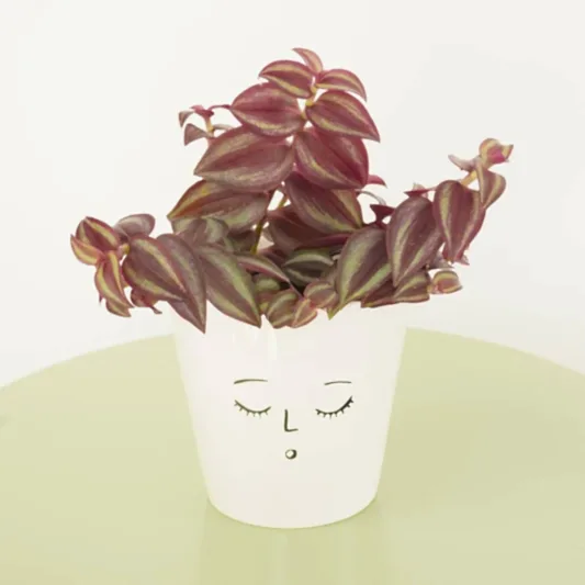 Wandering Dude | Purple Passion | Potted Houseplants
