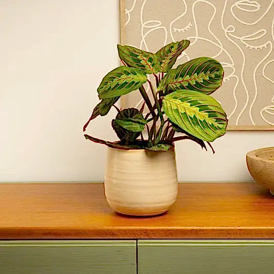 Prayer Plant | Fascinator | Indoor Hanging Plants