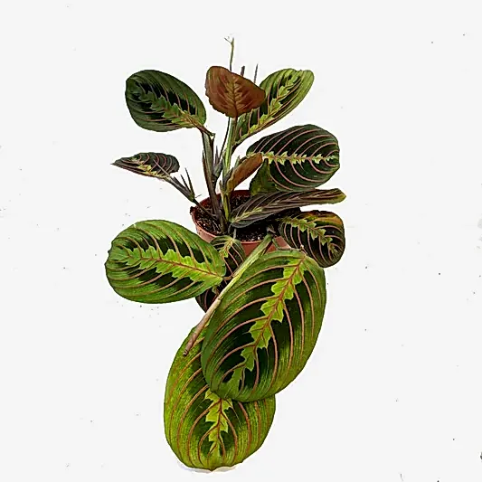 Prayer Plant | Fascinator | Potted Houseplants