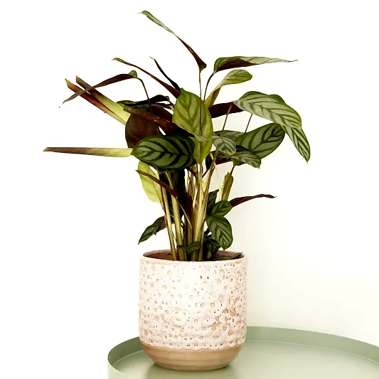 Never Never Plant | Compact Star | Potted Houseplants