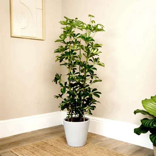 Umbrella Tree | Gold Capella | Trees & Bonsai