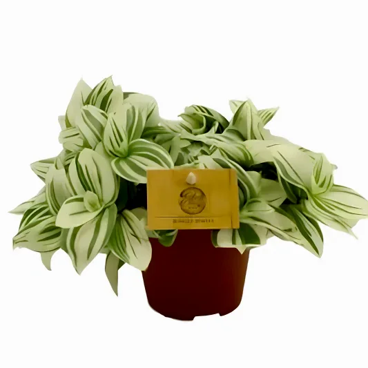 Wandering Dude | Brightness | Potted Houseplants