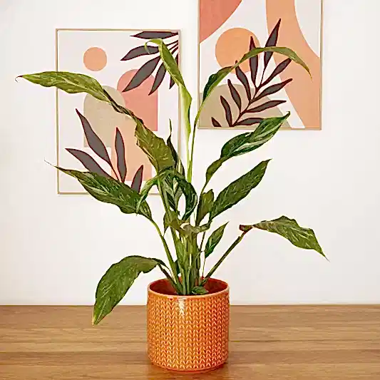 Peace Lily | Variegated Diamond | 