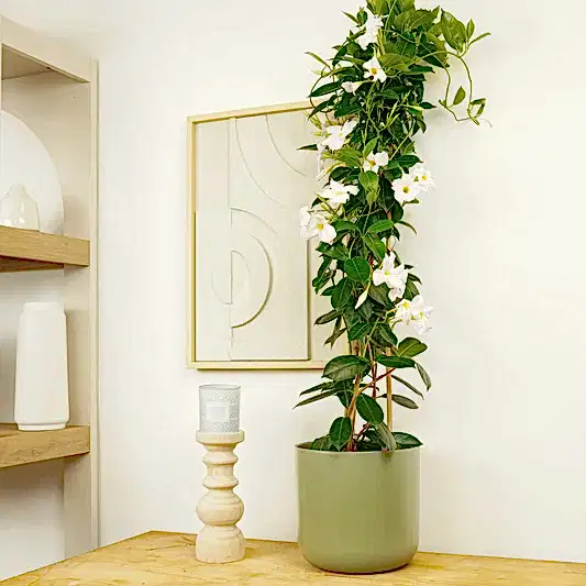 Rocktrumpet Vine | White | Large & Tall Plants