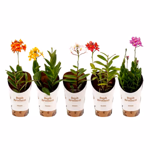 Epidendrum Ibaguense | Surprise Colour - Indoor Plant