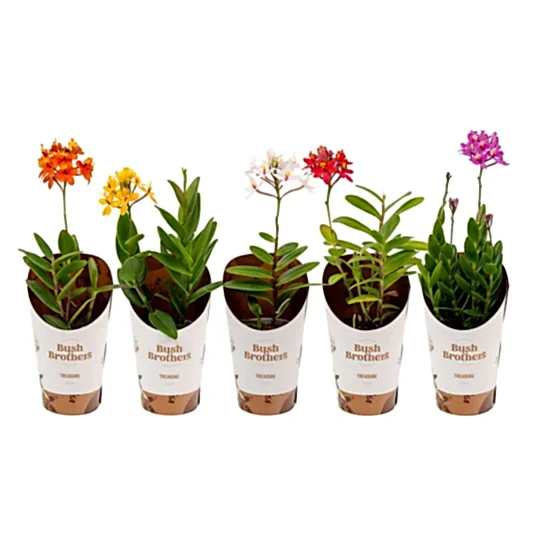 Epidendrum Ibaguense | Surprise Colour | Perfect Plants for Under £30