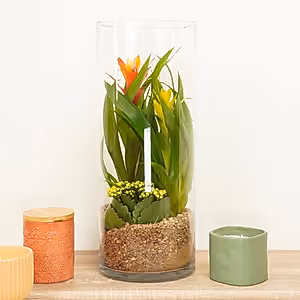 Large Bromeliad & Flaming Katy Terrarium - Indoor Plant