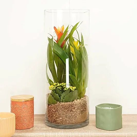 Large Bromeliad & Flaming Katy Terrarium | Bromeliad & Guzmania