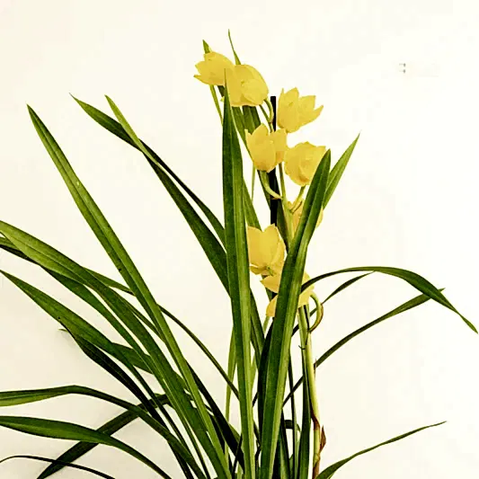 Cymbidium Orchid | Sunny | Potted Houseplants