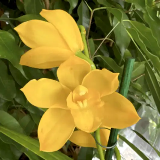 Cymbidium Orchid | Yellow | 