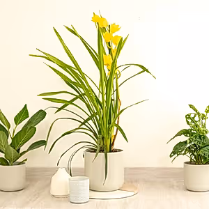 Cymbidium Orchid | Sunny - Indoor Plant