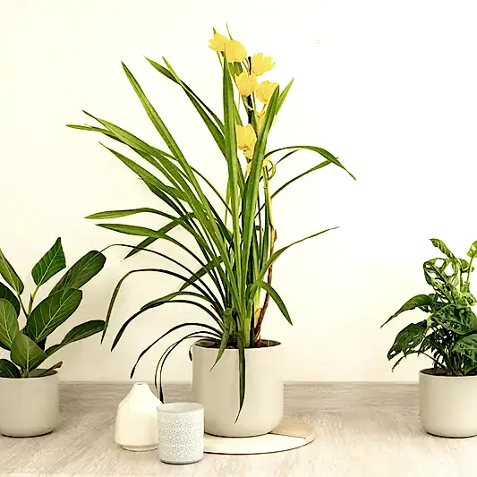 Cymbidium Orchid | Sunny | Perfect Plants for Under £30