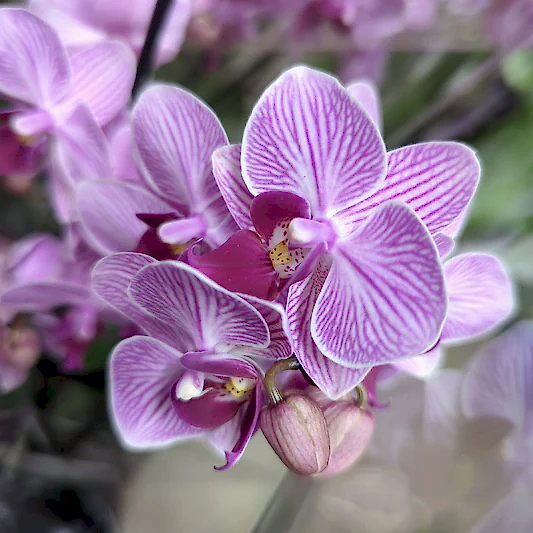 Phalaenopsis Orchid | Pink Stripe | Potted Houseplants