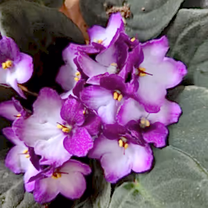 African Violet | Bicolor Maroon - Indoor Plant