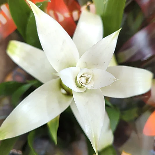 Flowering Bromeliad | Guzmania | White | 