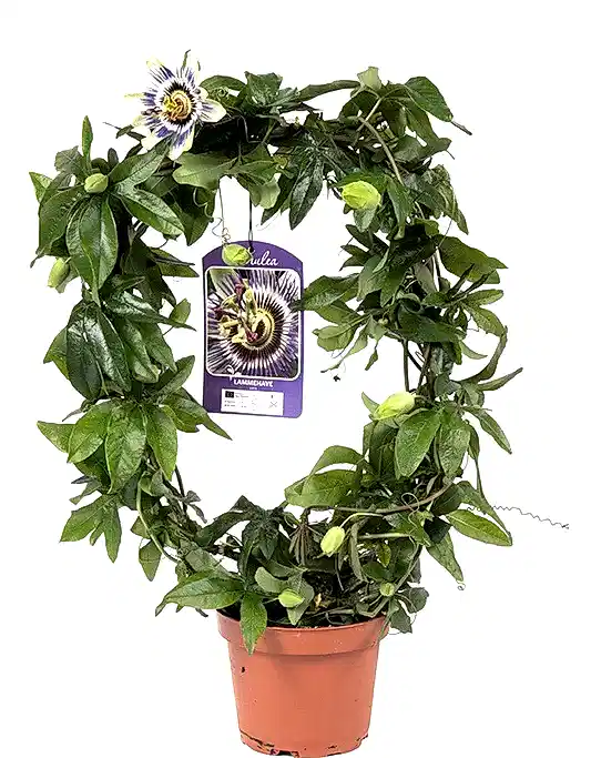 Passion Flower Plant | Caerulea | Potted Houseplants