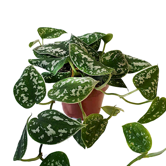Satin Pothos | Potted Houseplants