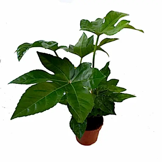 Japanese Aralia | Castor Oil Plant | Potted Houseplants