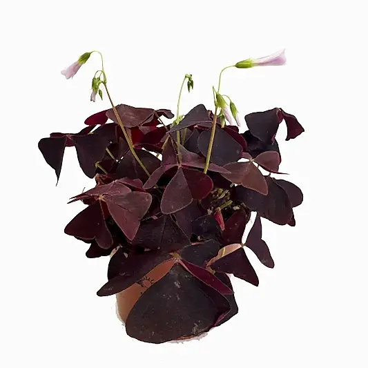 False Shamrock | Purple | Potted Houseplants