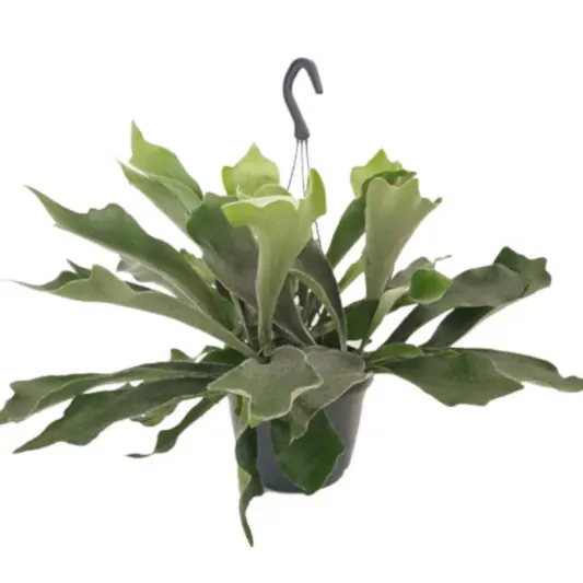 Staghorn Fern | Potted Houseplants