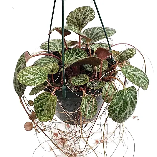 Strawberry Begonia | Mother Of Thousands | Potted Houseplants