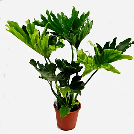Philo | Shangri-La | Potted Houseplants
