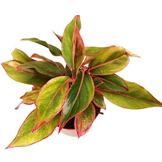 Chinese Evergreen | Crete | Potted Houseplants