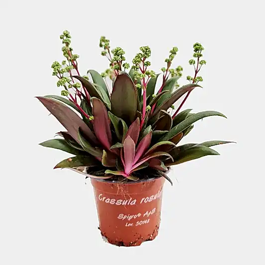 Crassula | Orbicularis | Potted Houseplants