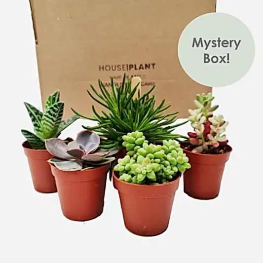 Succulove | Mystery Box | Perfect Plants for Under £50