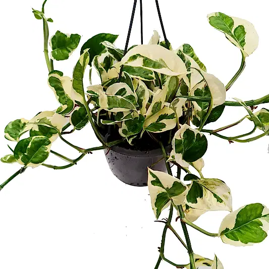 Pothos | Happy Leaf | N'joy | Potted Houseplants