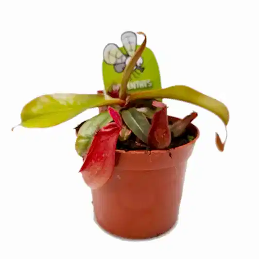 Carnivorous | Mystery Box | Potted Houseplants