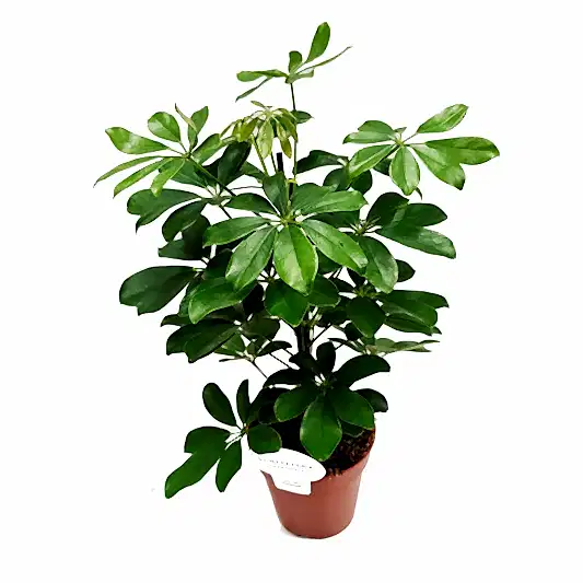 Umbrella Tree | Nora | Potted Houseplants