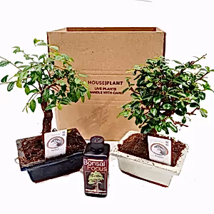 Bonsai | Mystery Box - Indoor Plant