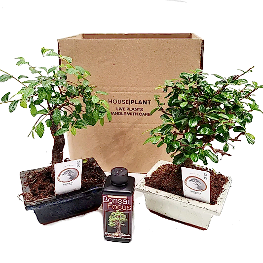 Bonsai | Mystery Box | Trees & Bonsai