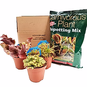 Carnivorous | Mystery Box - Indoor Plant