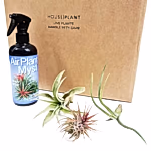 Air Plant | Mystery Box - Indoor Plant