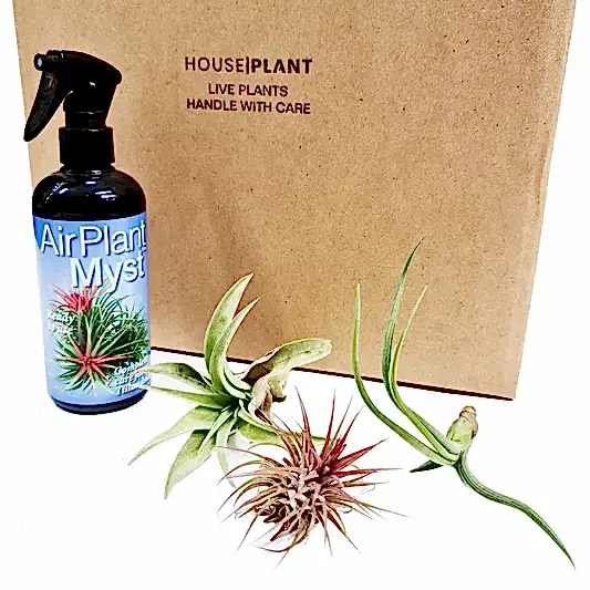 Air Plant | Mystery Box | Perfect Plants for Under £50