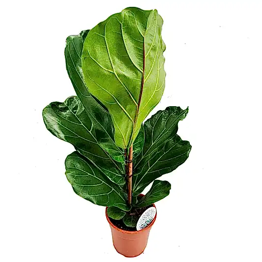 Fiddle Leaf Fig | Potted Houseplants