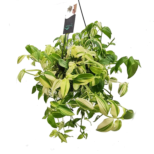 Wandering Dude | Yellow Hill | Potted Houseplants