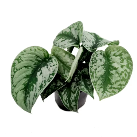 Satin Silver Pothos | Trebie | Potted Houseplants