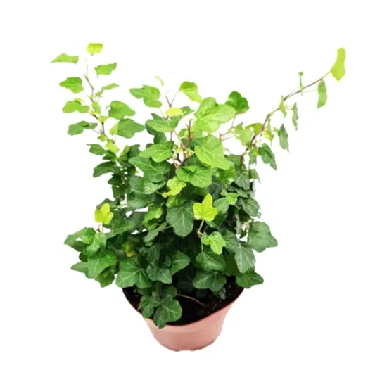 English Ivy | Wonder | Potted Houseplants