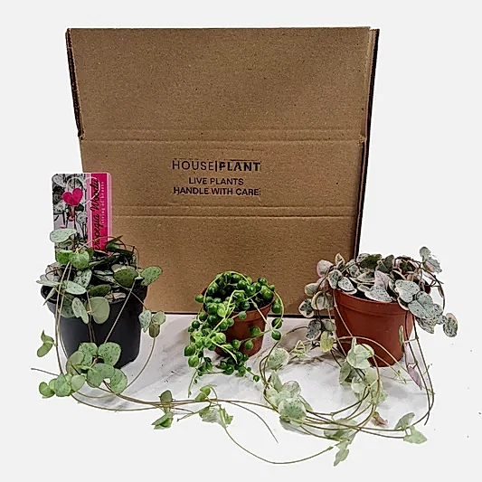 String Of Things | Mystery Box | Indoor Hanging Plants