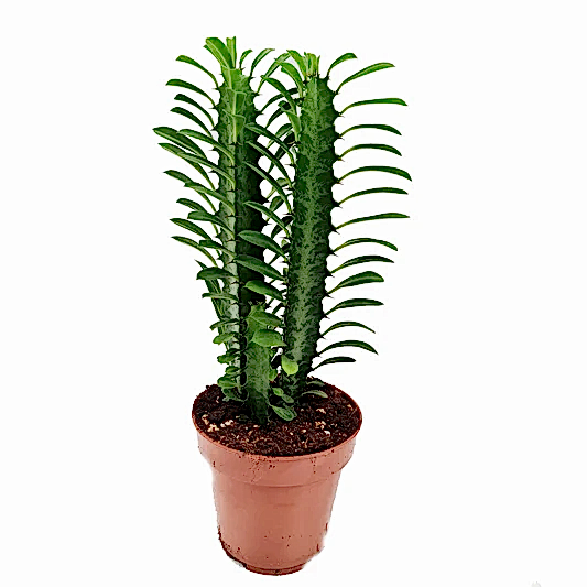 African Milk Tree | Green | Potted Houseplants