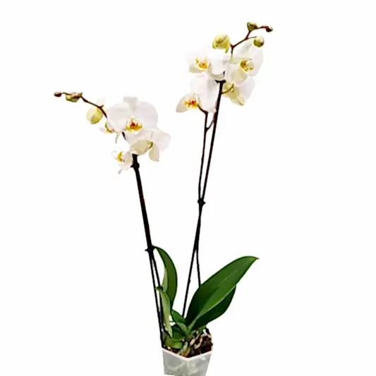White Phalaenopsis Orchid | Dame Blanche | Potted Houseplants