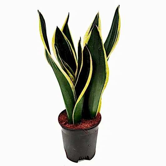 Snake Plant | Black Gold | Potted Houseplants